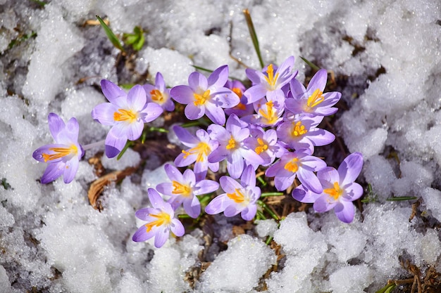 Zbliżenie wiosenny kwiat krokusa w topniejącym śniegu w promieniach słońca
