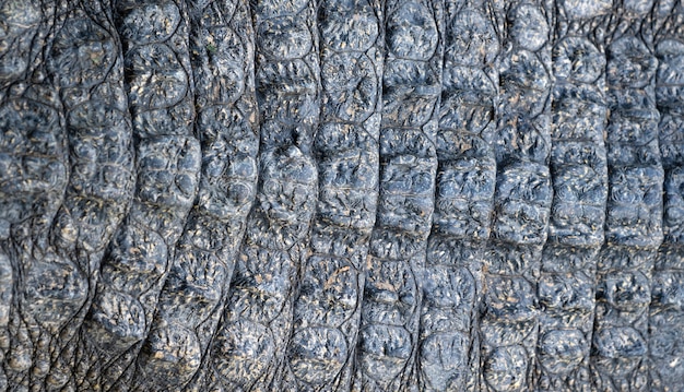 Zbliżenie wizerunek krokodyl skóry tekstury tło