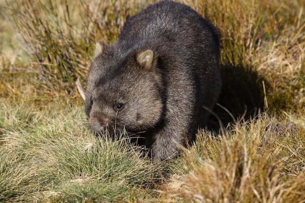 Zdjęcie zbliżenie wombata wędrującego po trawie