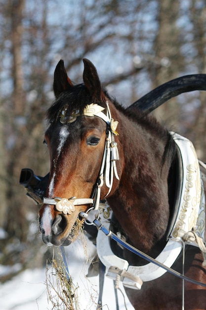 Zbliżenie Wózka Konnego