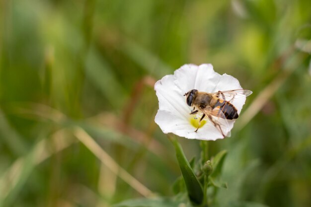 Zbliżenie wspólnej muchy truteń Eristalis tenax na biały kwiat na tle zielonej trawie. Miejsce na napis. Skopiuj miejsce.