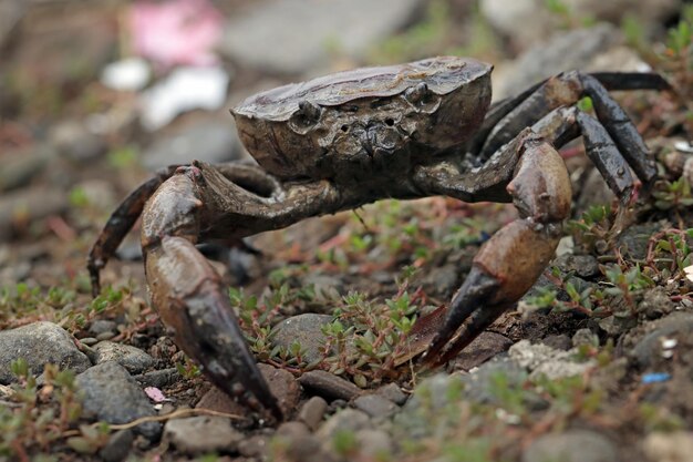 Zbliżenie Wypukły Krab W Pozycji Obronnej Zbliżenie Krab