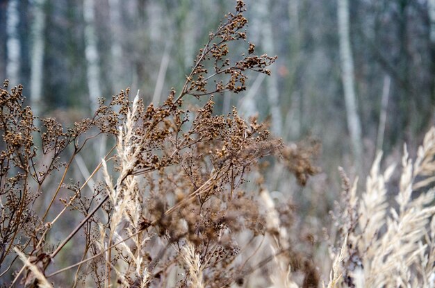 Zbliżenie wyschłej rośliny na pokrytym śniegiem terenie