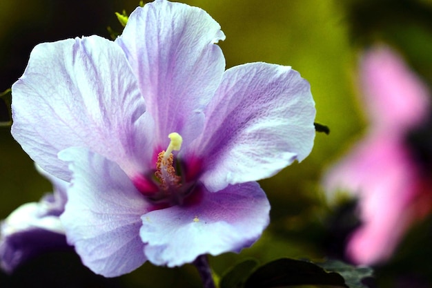 Zbliżenie z dużym kątem wzrostu hibiskusa w parku