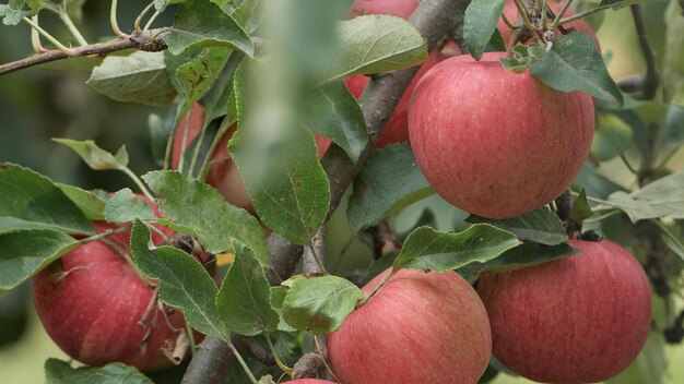 Zbliżenie z naturalnymi czerwonymi jabłkami na drzewie gotowym do zbioru