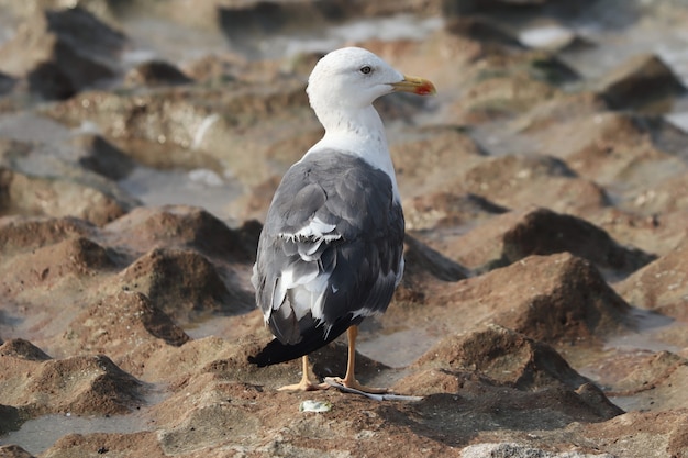 Zbliżenie z tyłu mewy śmieszki (Larus marinus) stojącej na mokrej, piaszczystej ziemi