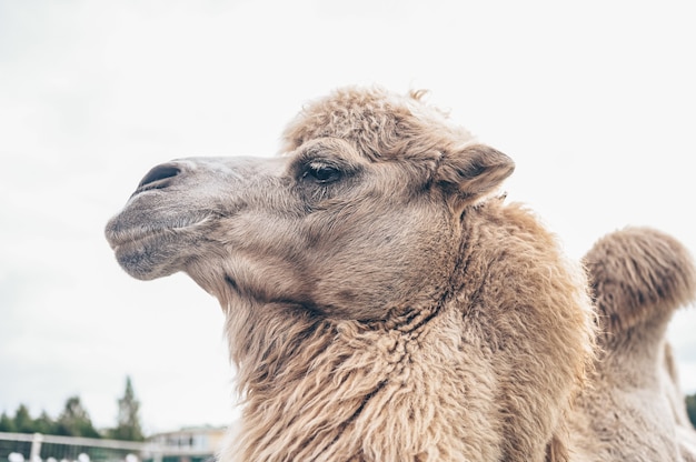 Zbliżenie zabawny wielbłąd dwugarbny w zoo Karelii. Owłosiony wielbłąd z długim, jasnobrązowym futrem zimowym