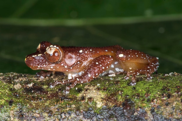 Zdjęcie zbliżenie żaby na lądzie