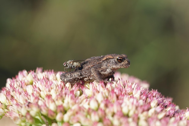 Zdjęcie zbliżenie żaby na różowym kwiatku