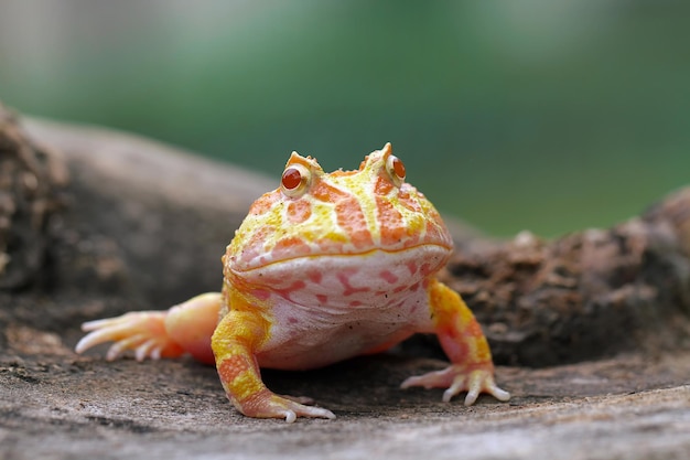 Zdjęcie zbliżenie żaby na skale