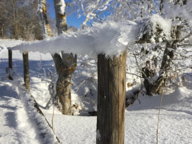 Zdjęcie zbliżenie zamarzniętych drzew w zimie