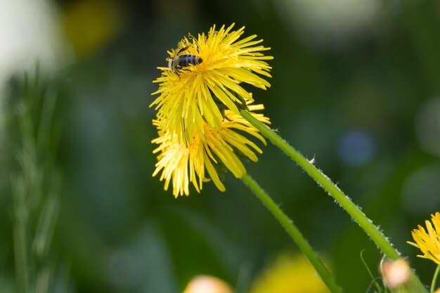 Zdjęcie zbliżenie zapylania się pszczół na kwiecie