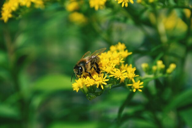 Zbliżenie zapylania się pszczół na żółtym kwiecie