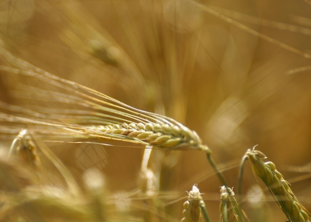 Zbliżenie zbiorów pszenicy w słoneczny dzień
