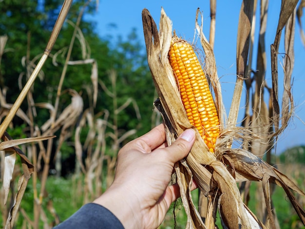 Zdjęcie zbliżenie zbiorów suszonych pączków kukurydzy w ręku rolnika