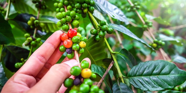 Zbliżenie zbioru surowych ziaren kawy arabica jagody kawy z rękami rolnika