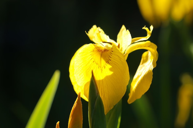 zbliżenie zdjęcia żółtego kwiatu tęczówki na naturalnym niewyraźnym ciemnozielonym tle