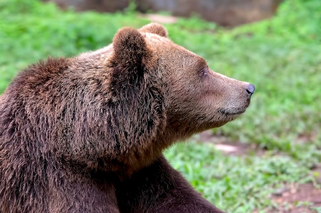 Zbliżenie zdjęcie amerykańskiego niedźwiedzia grizzly