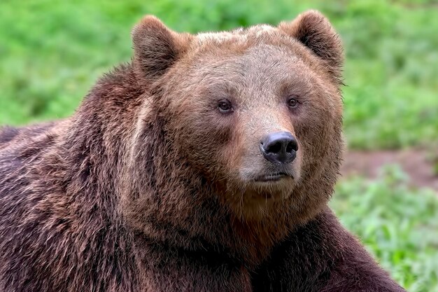 Zdjęcie zbliżenie zdjęcie amerykańskiego niedźwiedzia grizzly