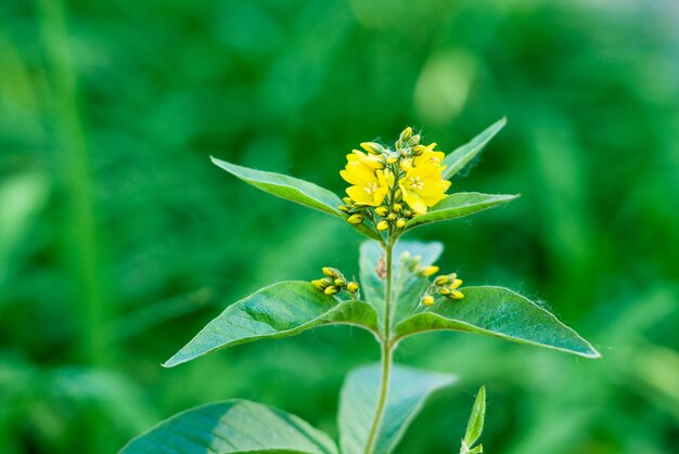 Zbliżenie zdjęcie naturalnego żółtego kwiatu Lysimachia vulgaris kwitnącego w kwietniku miejskim