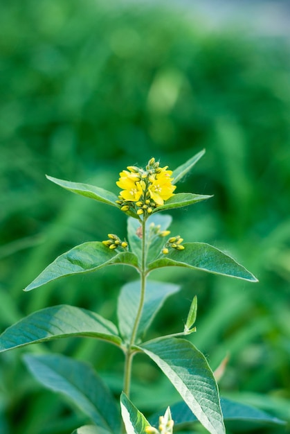 Zbliżenie zdjęcie naturalnego żółtego kwiatu Lysimachia vulgaris kwitnącego w kwietniku miejskim