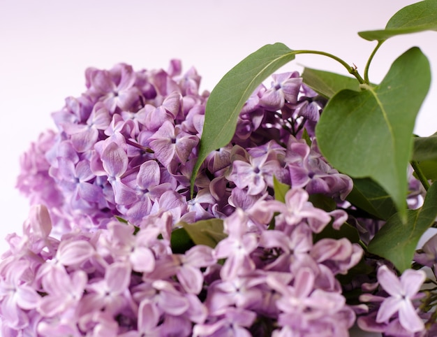 Zbliżenie zdjęcie piękne kwiaty bzu fioletowe wiosenne kwiaty kwiatowy sezonowe tło