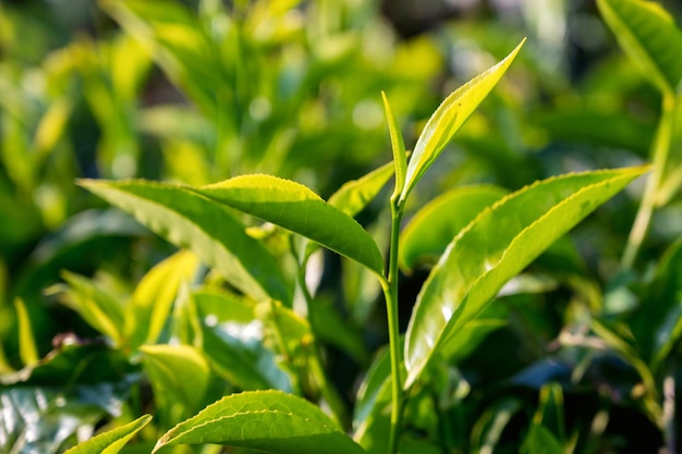 Zbliżenie zdjęcie przetargu świeżego pączka herbaty i liści