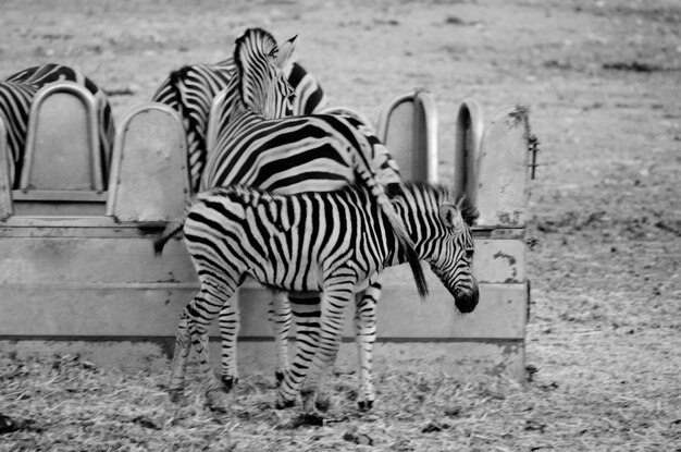 Zdjęcie zbliżenie zebry stojącej na polu