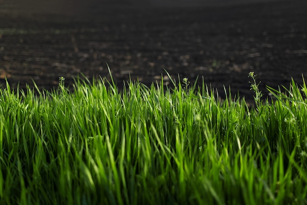 Zbliżenie: zielona trawa na tle czarnej ziemi uprawnej. Naturalne tło.