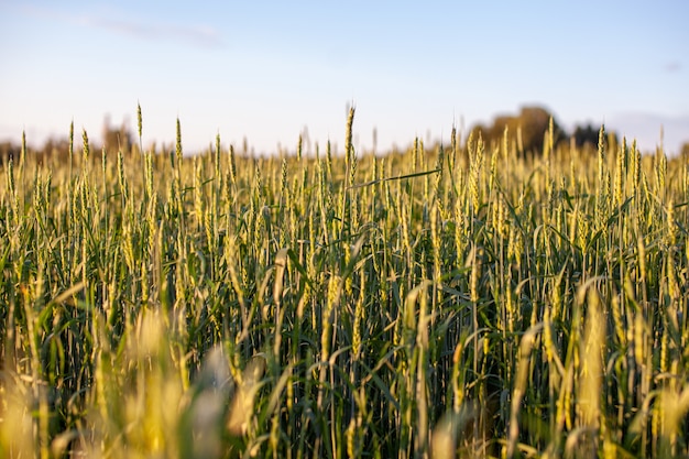 Zbliżenie: zielone kłosy pszenicy lub żyta o zachodzie słońca w polu. Światowa żywność z zachodu słońca w tle sceny jesień gruntów rolnych. Szczęśliwa wieś rolnicza.