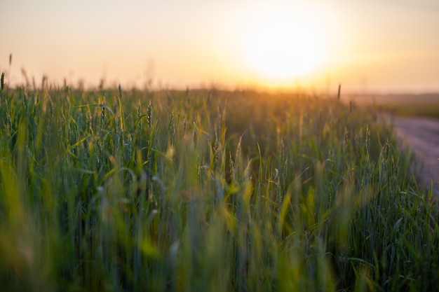 Zbliżenie: zielone kłosy pszenicy lub żyta o zachodzie słońca w polu. Światowa żywność z zachodu słońca w tle sceny jesień gruntów rolnych. Szczęśliwa wieś rolnicza.