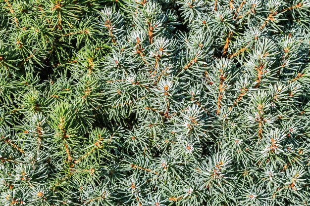 Zbliżenie Zielone Liście Ozdobnego Wiecznie Zielonego Drzewa Iglastego Kanadyjski świerk Picea Glauca Z Kroplami