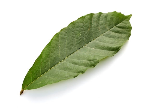 Zdjęcie zbliżenie zielonego liścia na białym tle