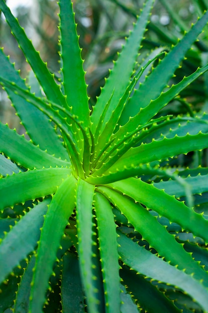 Zdjęcie zbliżenie zielonego liścia rośliny aloe vera