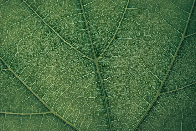 Zbliżenie zielonego tła tekstury przycięte ujęcie zielonego liścia tekstury abstrakcyjne tło przyrody p