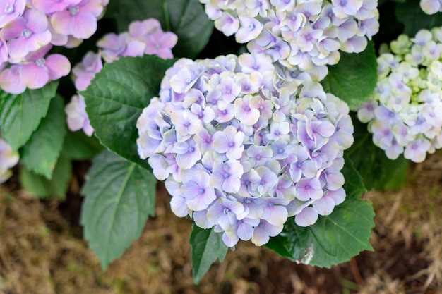 Zbliżenie zielonej hortensji (Hydrangea macrophylla) kwitną wiosną i latem