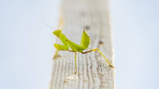 Zbliżenie zielonej modliszki (Mantis religiosa) Soczi, Rosja