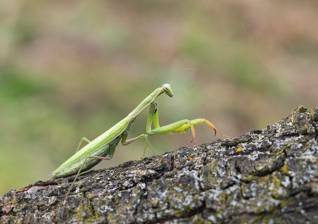 Zbliżenie Zielonej Modlitewki Mantis Religiosa Na świeżym Powietrzu