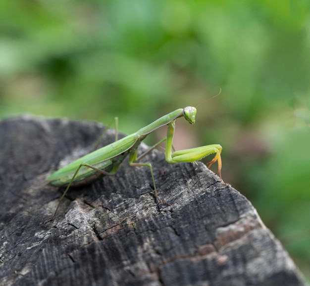 Zdjęcie zbliżenie zielonej modlitewki mantis religiosa na świeżym powietrzu