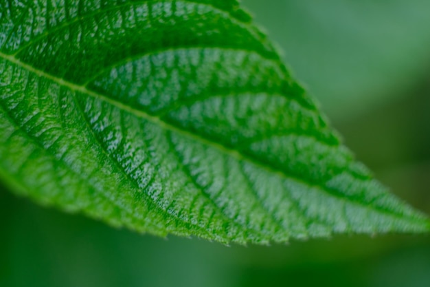 zbliżenie zielonej powierzchni liści, liść kwiatu lantana camara. zielone liście do fotosyntezy. naturalny