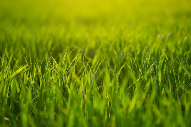 Zbliżenie zielonej trawy rosnącej na polu ze światłem słonecznym Wiosenna koncepcja odnowienia życia w widoku poziomym