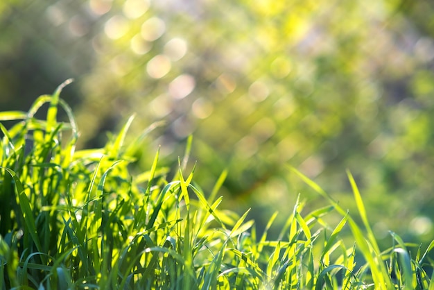 Zbliżenie zielonej trawy wynika na letnim trawniku