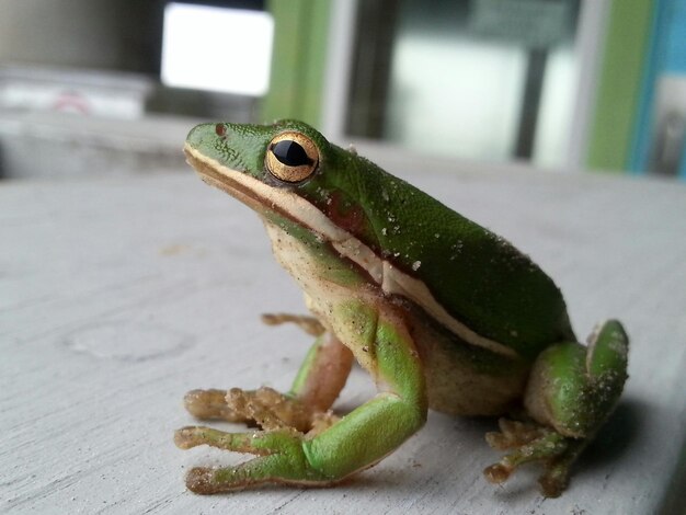 Zbliżenie zielonej żaby na stole