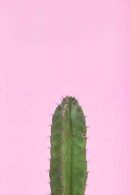 Zbliżenie zielony kaktus na pastelowym różowym tle