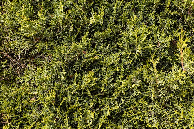 Zdjęcie zbliżenie zielony krzew iglasty thuja tworzący naturalne tło