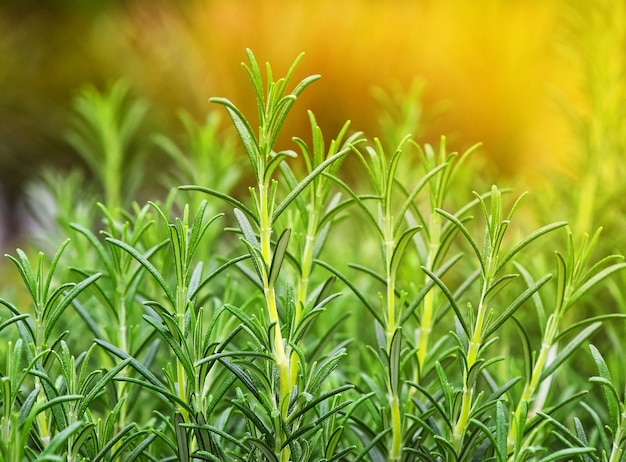 Zbliżenie zielony świeży rozmaryn pikantne zioło (Rosmarinus officinalis) kiełki rosnące, niski kąt widzenia