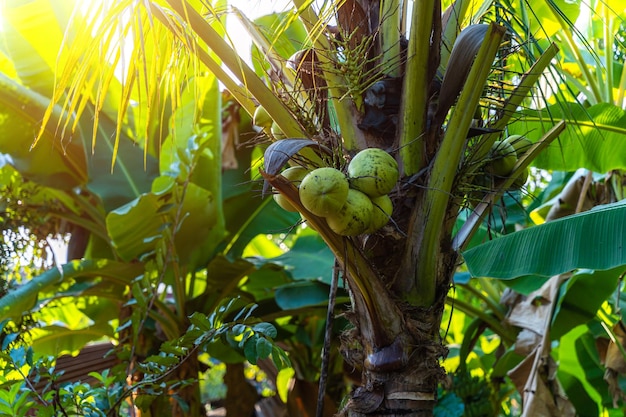 Zbliżenie zielonych dojrzałych owoców kokosowych na drzewie kokosowym palmy jako świeży młody kokos na podwórku w Tajlandii