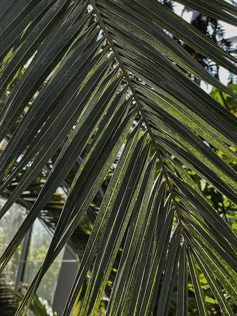 Zbliżenie zielonych egzotycznych tropikalnych liści palmowych Piękne letnie egzotyczne tropikalne tło natury Koncepcja wakacji letnich podróży