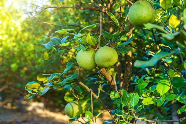 Zbliżenie Zielonych Grejpfrutów Rośnie Na Drzewie Grejpfrutów W Ogrodzie W Tle Zbiory Owoców Cytrusowych Tajlandia