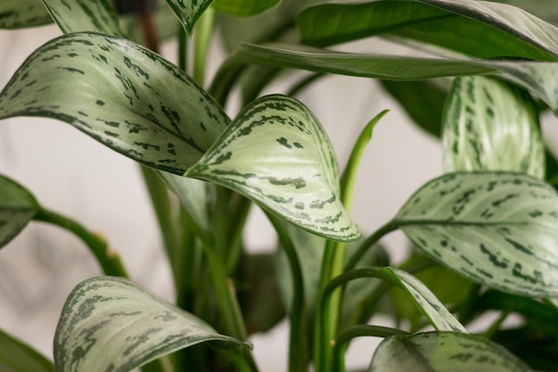 Zdjęcie zbliżenie zielonych liści aglaonema z abstrakcyjnymi wzorami bujnych roślin liści tapeta